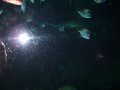 110-100_1854.JPG.small.jpeg